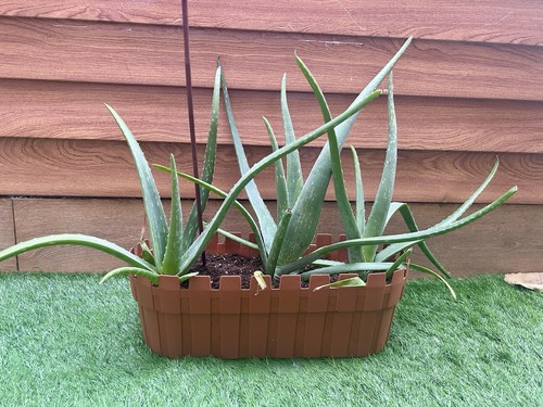 Healthy aloe vera - vera, –