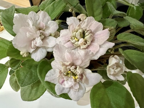 African violet semi - african,