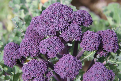 Broccoli early purple - broccoli,,