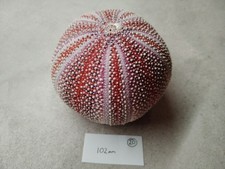 1 Extra Large Scottish Sea