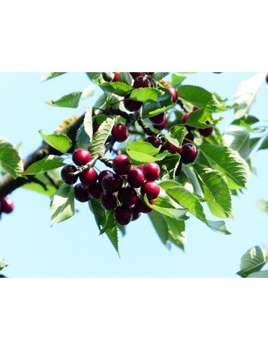 Cherry trees prunus avium - prunus,