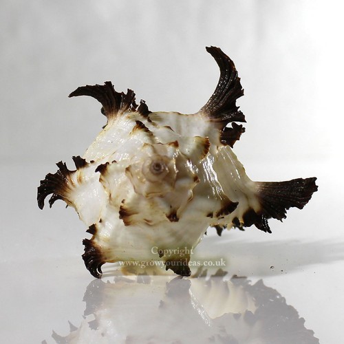 Murex endive 10cm - 8-10cm, seashell