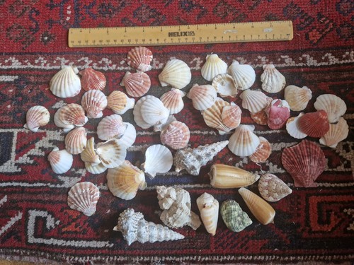 400g mixed marine sea shells - 400g+,