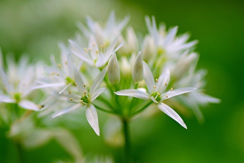 Wild garlic ramsons seeds - wild,