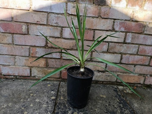 Yucca rostrata evergreen 55cm - yucca,