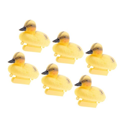 Floating duck ducklings - duck,