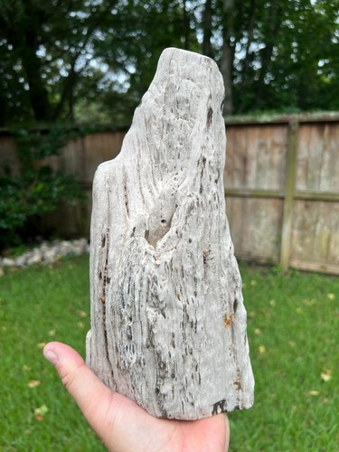 Texas petrified wood - texas, 11"