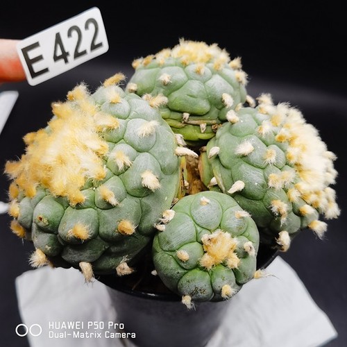 E422 root copiapoa - , --------copiapoa