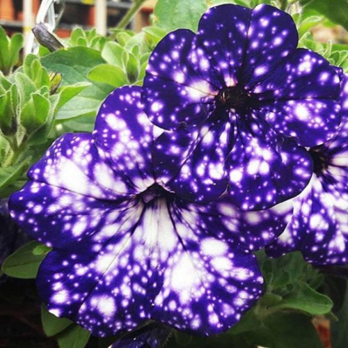 Rare night sky - rare, petunia