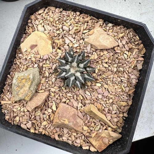 1cm succulent cactus plant - 1cm,