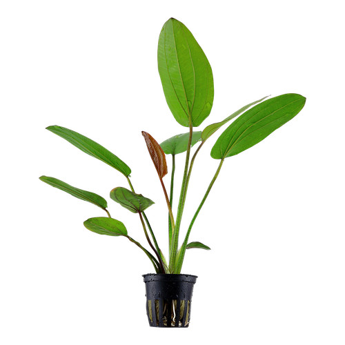 Echinodorus barthii tropica - barthii,
