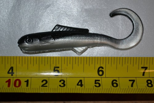 Curly tail minnow swimming - minnow,