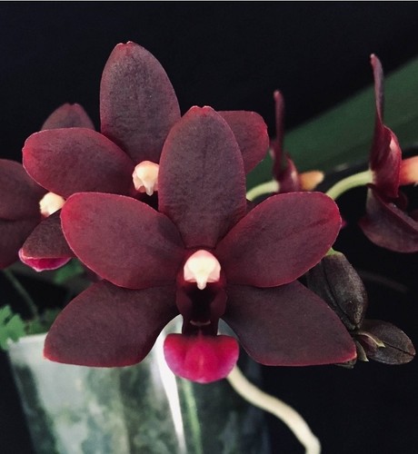 Phalaenopsis reine de - reine,