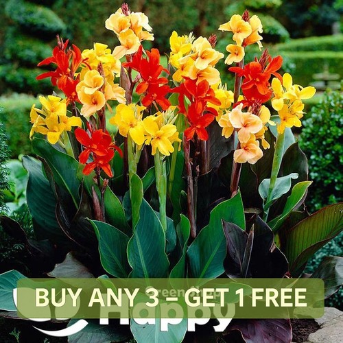 Canna indica seeds - 8, mixed