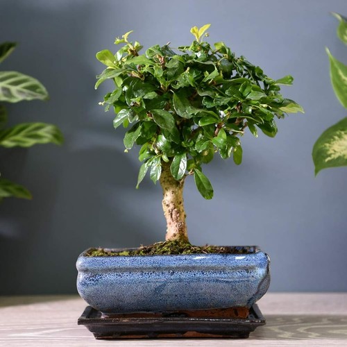 Carmona microphylla bonsai - bonsai, in