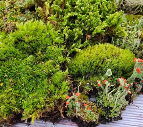 Live fairy garden moss - live,