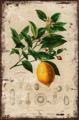 Lemon tree fruit botanical - lemon,