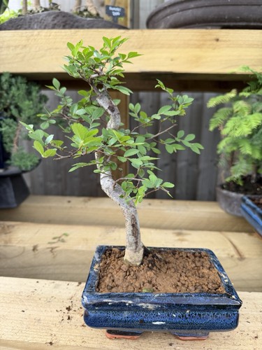 Bonsai tree blue ceramic - bonsai,