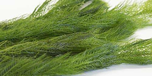 Myriophyllum spicatum spiked - spicatum, (spiked