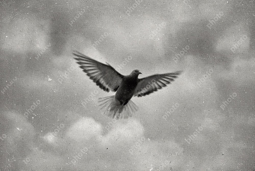 Portrait racing pigeon - portrait, of
