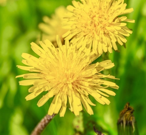 2100x dandelion taraxacum - 2100x,