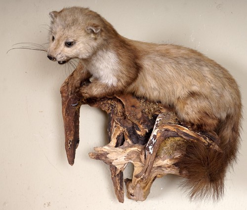 Beautiful stone marten - beautiful,