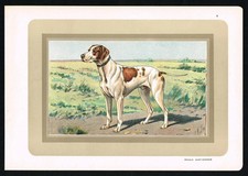 Braque Saint-Germain –