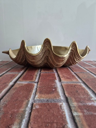 Shell dinner set display - dinner,