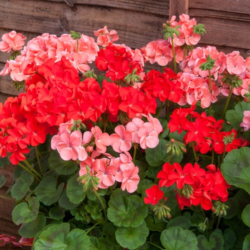 Geranium palladium hot spicy - palladium,