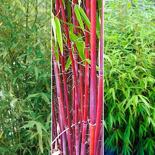Fargesia bamboo hardy - hardy, outdoor
