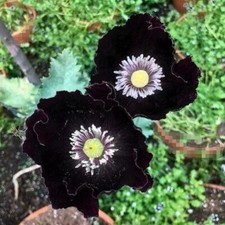 TT464PG Black Poppy Black Poppy Midnight Pappaver Seeds Seeds Count 30