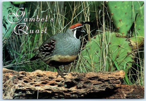 Postcard gambel s - gambel's, quail