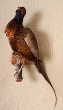 Old Hunting Pheasant Pheasant