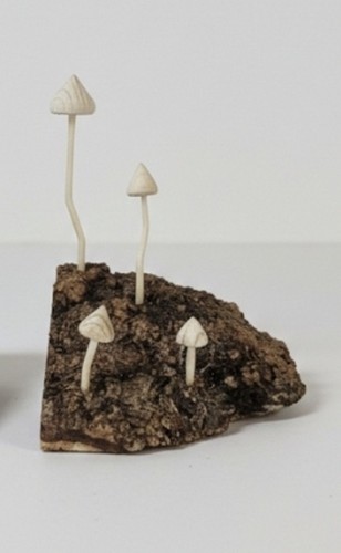 Pine liberty cap mushrooms - pine,
