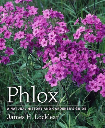 Like new phlox a natural - phlox:,
