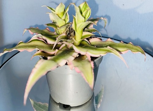 Cryptanthus earth star - cryptanthus,