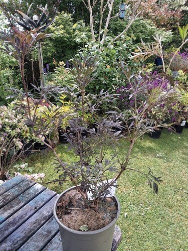 Xlg 5lit sambucus nigra black - sambucus,
