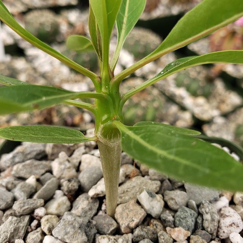 Fouquieria ochoterenae cactus
