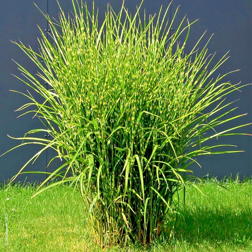 Miscanthus sinensis strictus - sinensis,