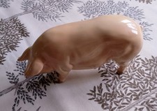 Large China Sow Pig No Chips