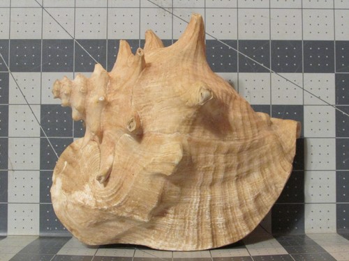 Large queen horned conch - horned,