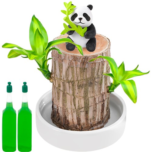Brazilian wood plant bamboo - brazilian,