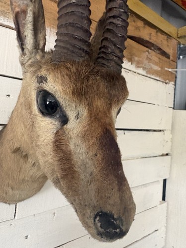 Taxidermy head - taxidermy,