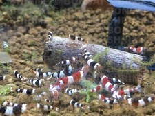 20g Bag of Fruitful Shrimp Food Crystal Red Cherry baby Blue Bolt Bee Shrimp  