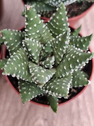 Haworthia margaritifera pearl - margaritifera, 'pearl