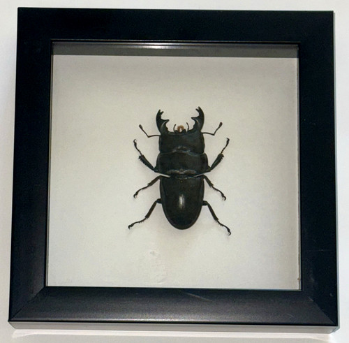Framed stag beetle dorcus - beetle, (dorcus