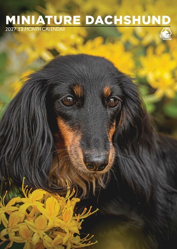 Miniature dachshund - dachshund, a3