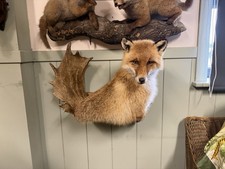 Taxidermy Unusual Fox Mounted