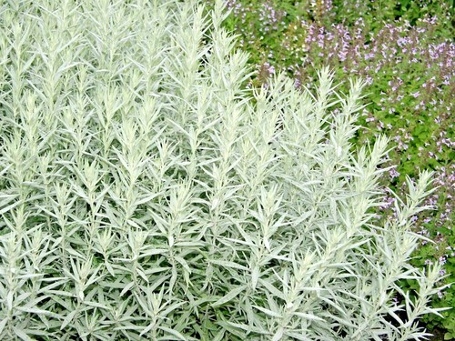 301 prairie sage flower seeds - 301+prairie,