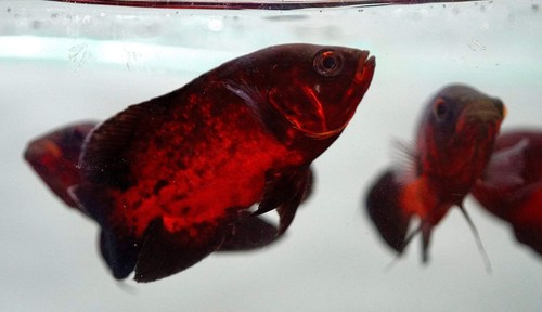 Oscar black red - oscar, chili